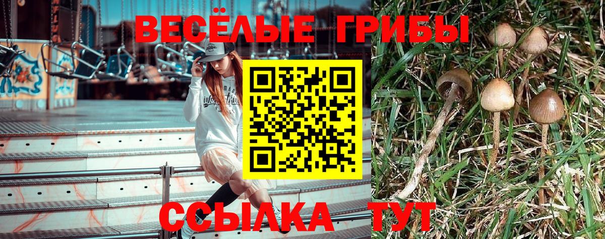 Элиста  Псилоцибиновые грибы Cubensis  Вход с VPN 